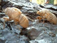 Picture for song 'Brain Field' by artist 'Failure to Comply (US)'