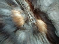 Picture for song 'Capsizing into an Ocean of Elegies' by artist 'Failure to Comply (US)'