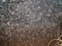 Picture for song 'Disavowal' by artist 'Failure to Comply (US)'