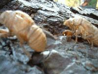 Picture for song 'Guilty or Innocent in the Court of Public Opinion' by artist 'Failure to Comply (US)'