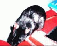 Picture for song 'Kommando Death' by artist 'Fancy Face'