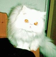 Picture for song 'reality' by artist 'Fancy Face'