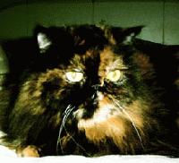 Picture for song 'y0 Bitches' by artist 'Fancy Face'