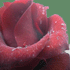 Picture for song 'Viva Pahlavi Diba Dynasty' by artist 'Fascinating Rise'