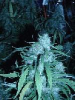 Picture for song 'SMOKIN BOMBS' by artist 'FATAL 808'