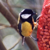 Picture for song 'Flat Bird' by artist 'Father of Syn'