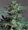 Picture for song 'Sunday Skunk Skank pt2' by artist 'Fatter Faction'