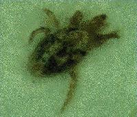 Picture for song 'Dmg Is Dunn' by artist 'FEAR (BSA)'