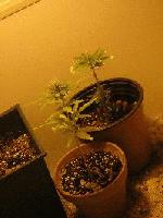 Picture for song 'crazy melodian' by artist 'federal fritz'