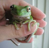 Picture for song 'Protecting The Rainforest' by artist 'Festara'