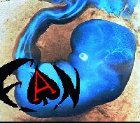 Picture for song 'Lethal Doze' by artist 'Fetal Ass Niggas'