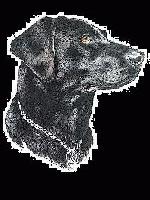 Picture for song 'Bob Barker' by artist 'Fetal Genocide'