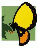 Picture for song 'Butterfly' by artist 'FiNNY'