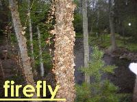 Picture for song 'Arrive Late' by artist 'firefly'