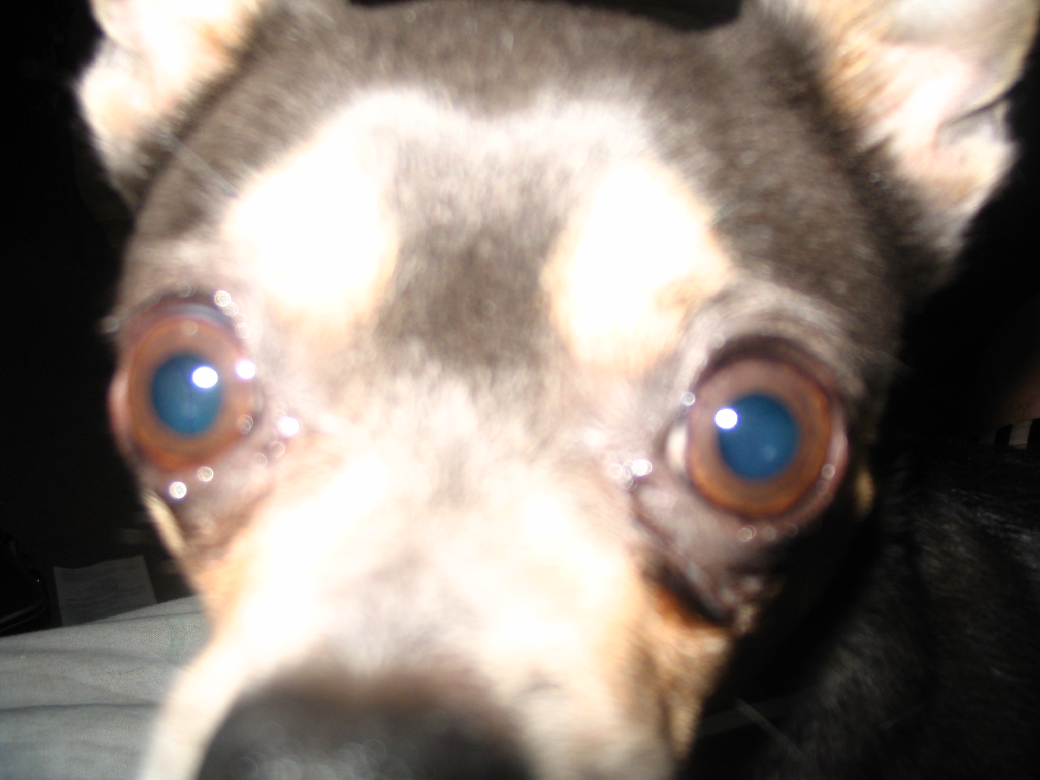 Picture for song 'firegirl (updated)' by artist 'firegirl'