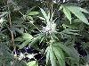 Picture for song 'No-Perc-Maxis-Minor (angel clean mix)' by artist 'FK TH FKRZ'