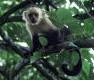 Picture for song 'Jungle Monkey' by artist 'FL Lo0ps'