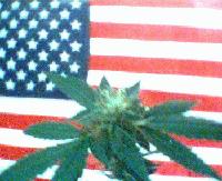 Picture for song 'New3 "taken from upcoming mixtape"' by artist 'F L O'