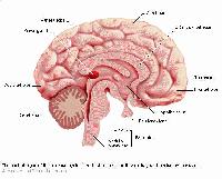 Picture for song 'No Brainer' by artist 'Flow Unit StandStill'