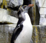 Picture for song 'penguin pennies ain't worth a dime' by artist 'footsy'