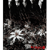 Picture for song 'Ain't afraid to die' by artist 'For Hyejin'