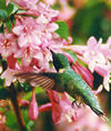 Picture for song 'Bloom' by artist 'Formosus Terrae'