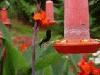 Picture for song 'Dizzy hummingbird' by artist 'Formosus Terrae'