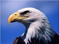 Picture for song 'Needles' by artist 'Fraganegra'