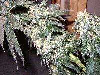 Picture for song 'Battle Me B*tch' by artist 'Fresh Produce'