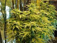 Picture for song 'Birds Came South' by artist 'Fresh Produce'