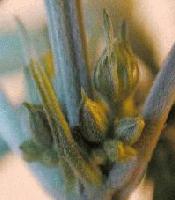 Picture for song 'Judge Dread' by artist 'Fresh Produce'