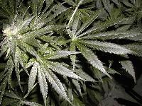 Picture for song 'Meeting With the President (intro freestyle)' by artist 'Fresh Produce'