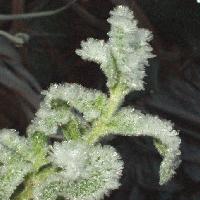 Picture for song 'Stuck In The Greenhouse' by artist 'Fresh Produce'