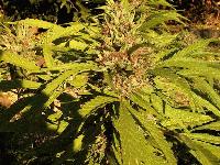 Picture for song 'The World is Twisted Around Me' by artist 'Fresh Produce'