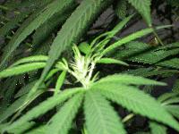 Picture for song 'mrs beauty' by artist 'frontline crew 33'