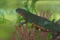 Picture for song 'dead fish symbolizes everything wrong w/ my life' by artist 'Fukachuk Egg Machine'