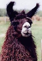 Picture for song 'Cool Whip' by artist 'Fundemental'