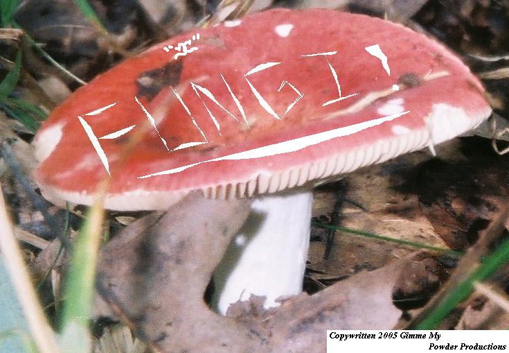 Picture for song '4 Reasons' by artist 'Fungi'