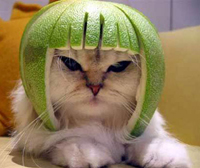 Picture for song 'Freestyle/Beatbox' by artist 'fuquan'