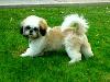 Picture for song 'Three Hot Chicks' by artist 'Futon Fire'