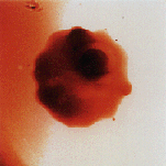 Picture for song '[][]IIIIIIIIII' by artist 'Future Fu'