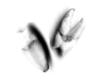 Picture for song 'i'm sorry. i cant hear you.' by artist 'garbage eater'