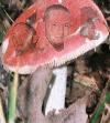 Picture for song 'Fungi feat. Dyverse "So Sad"' by artist 'Gimme My Powder Productions'