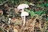 Picture for song 'Fungi ~ Stupidity' by artist 'Gimme My Powder Productions'
