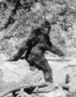 Picture for song 'Spaghetti Sasquatch' by artist 'Gina Fat'