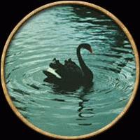 Picture for song 'black swan (unfinished/ instrumental)' by artist 'glasshopper'
