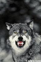 Picture for song 'CoMe To Me' by artist 'Gothmetalshredder'