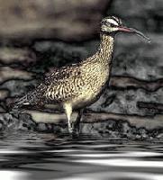 Picture for song 'Another Day, A Different Whimbrel' by artist 'Graeme Cammack'