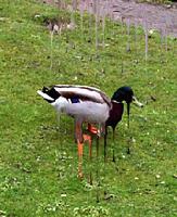 Picture for song 'God Bless This Electric Duck.' by artist 'Graeme Cammack'