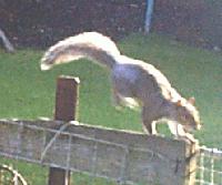 Picture for song 'The Komarinsky' by artist 'Graeme Cammack'